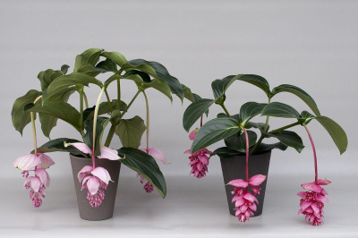 Мединила 1200