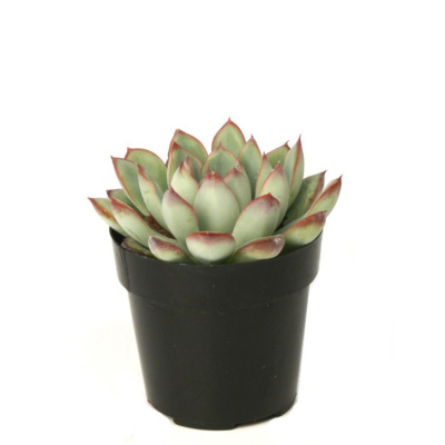 Ичеверия 190