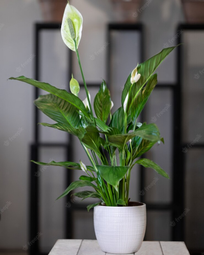 Спатифилум - женское счастье