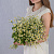 Букет из мелких кустовых ромашек танацетумов 50581