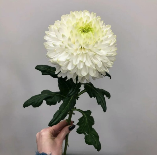 Хризантема одноголовая белая арт. 18