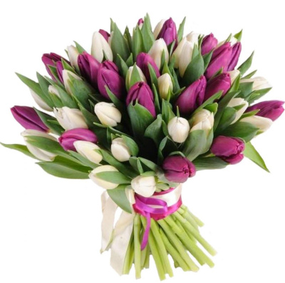 Букет из 51 Тюльпана (фиолетово-белый) 7336