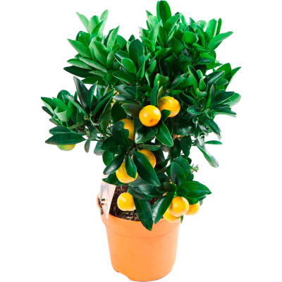 Цитрофортунелла 3990